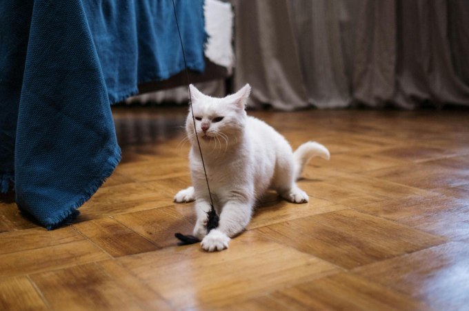 A playful white cat enjoying a game with a feather toy