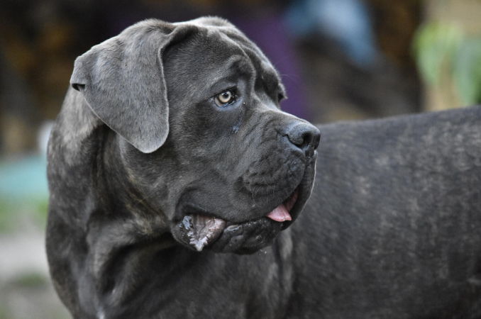 A black colored cane corso dog looking behind