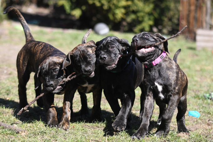 Cane Corso puppies playing around with a stick