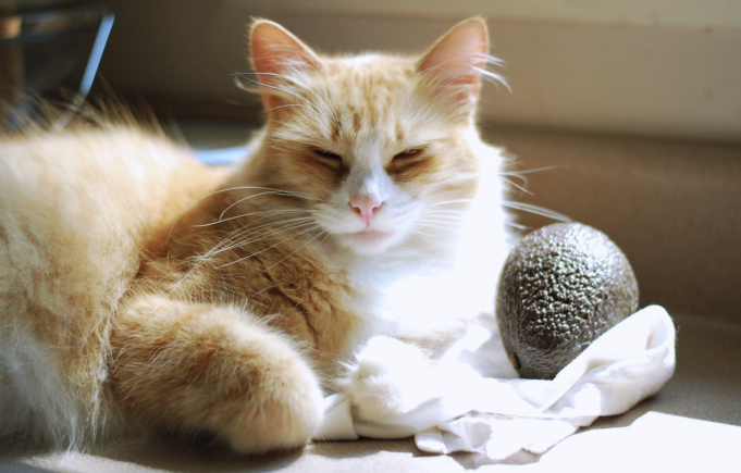 An orange cat lying down with an avocado by its side