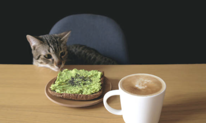 A cat on a chair looking at avocado paste on a plate on a table