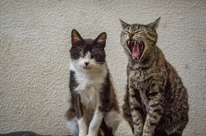 Blind cat sitting with another cat that is yawning