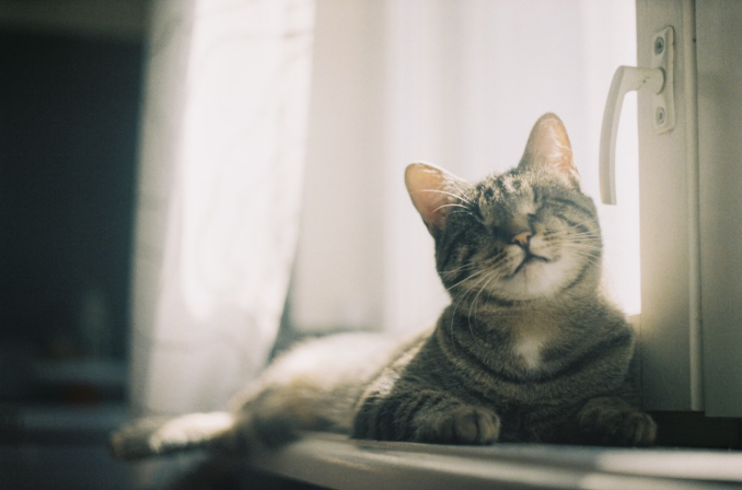 Blind cat sitting beside a window, happy look on face
