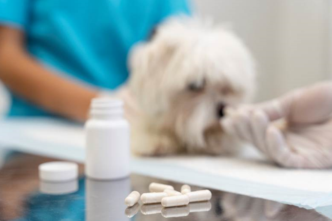 Close-up on a veterinarian taking care of a pet