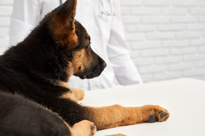 An Alsatian lying on an examination table in a clinic