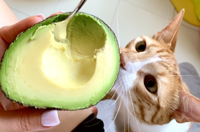 An orange cat sniffing a partially eaten avocado