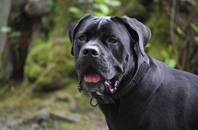 Cane Corso: The Loyal and Powerful Italian Mastiff