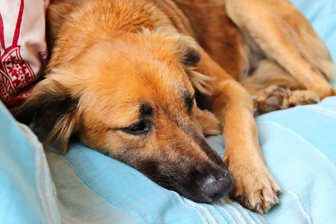 Cushing's Disease in Dogs: A Full Overview