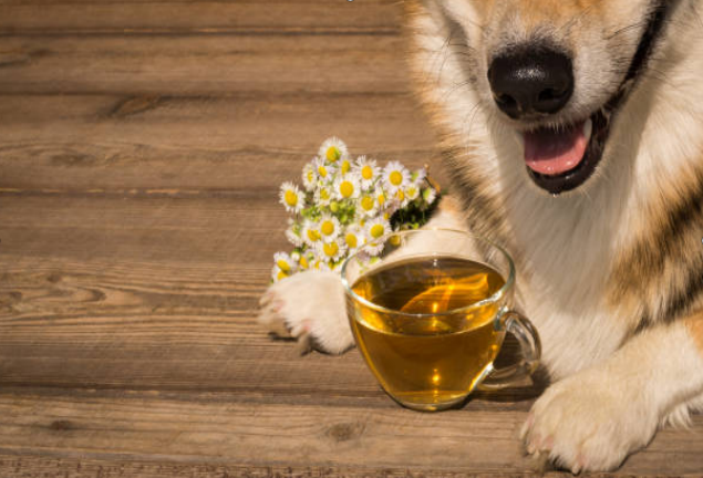 Dog with chamomile tea home remedies