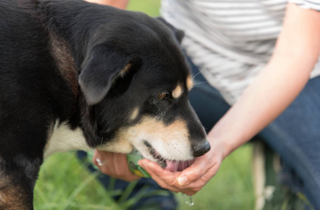 Can dogs eat blackberries