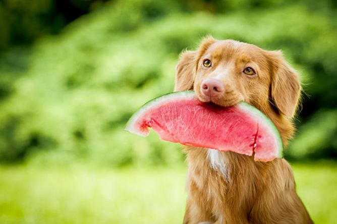 A cute dog with watermelon