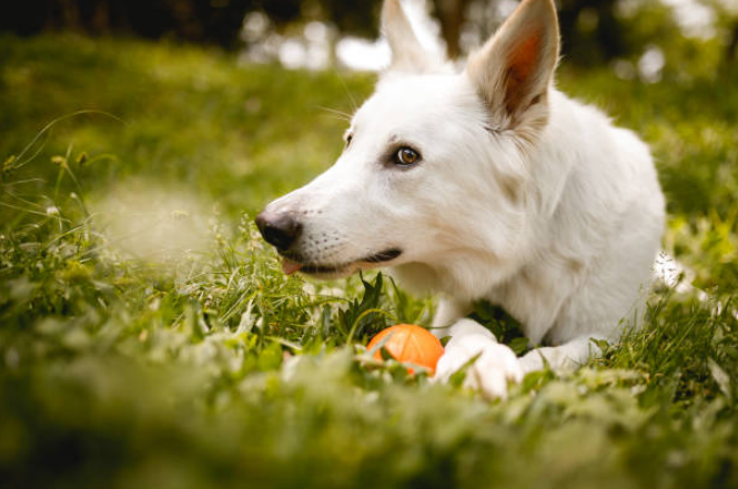 White dog lying on grass with an orange ball