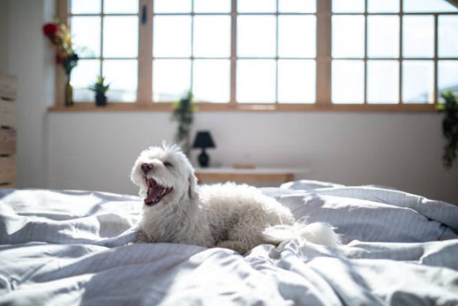 Cute white dog yawning on a cozy bed in a bright bedroom