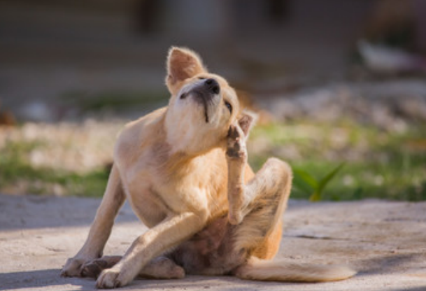 What Can I Put on My Dog to Relieve Itching? 7 Home Remedies That Work