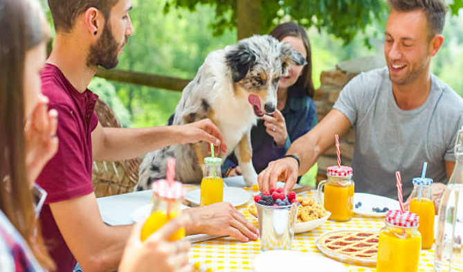 Can Dogs Eat Blueberries