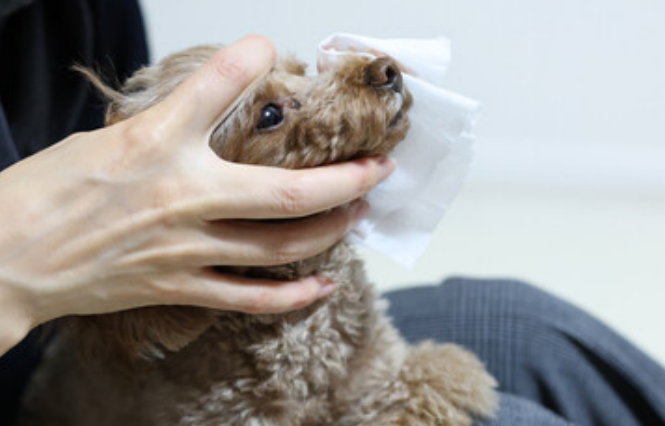 A woman cleaning a dog's eye boogers