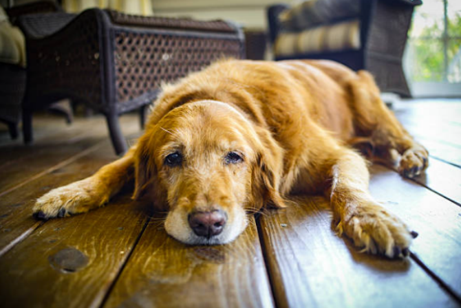10 Signs of Worms in Dogs Every Pet Owner Should Know