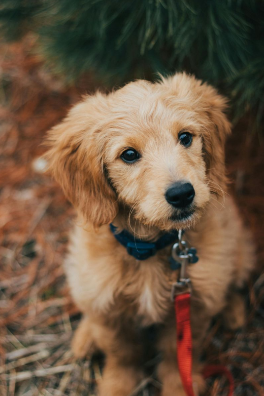 goldendoodle