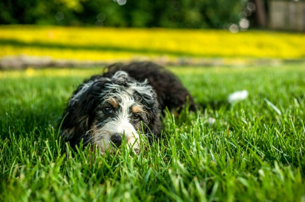 Bernedoodle