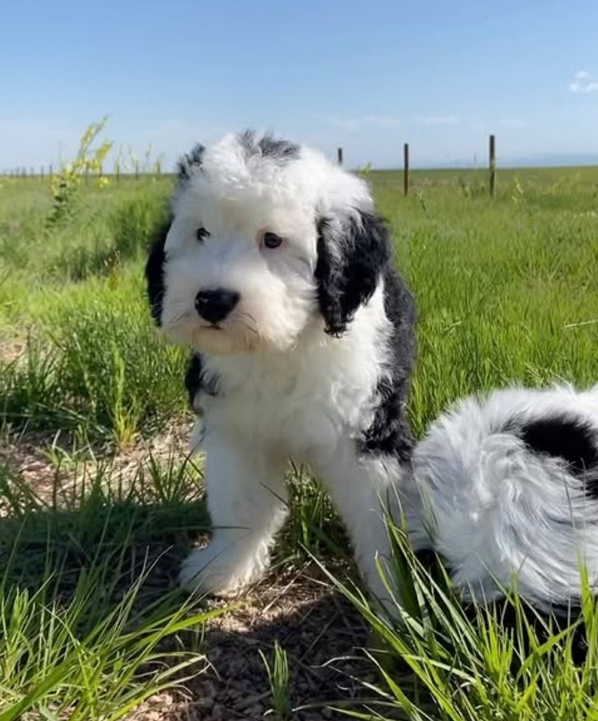 sheepadoodle