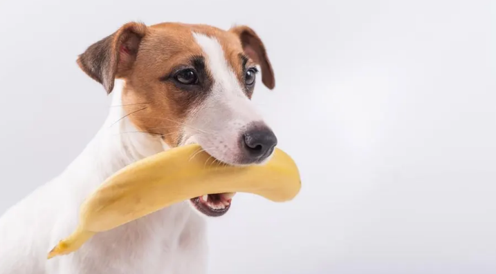 adding a banana to dog food