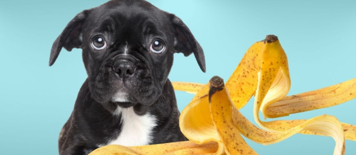 banana peel safety for dogs