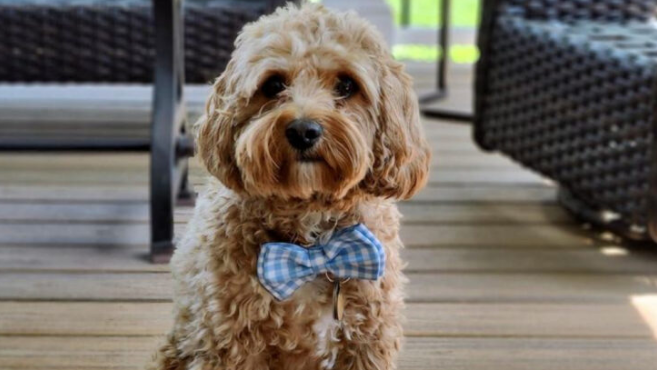 Doodle Dog Breeds: Complete Guide for Families in 2025