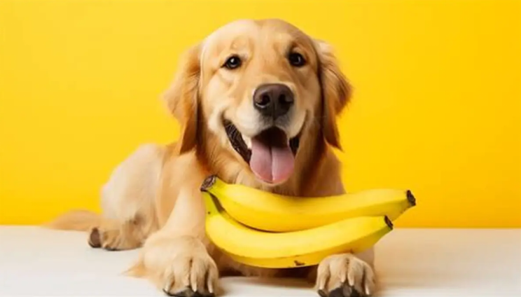 Are Bananas Good for Dogs? Benefits, Risks & Feeding Guide