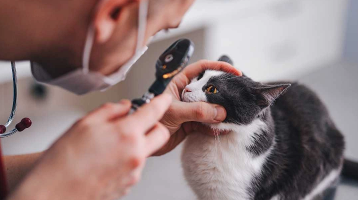 checking the eye health of a cat