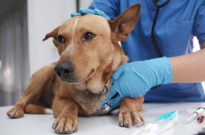 dog diarrhea treatment