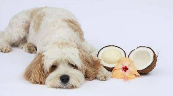 risks of coconut oil for dogs