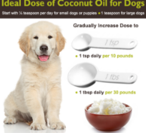 best way to give coconut oil to dogs