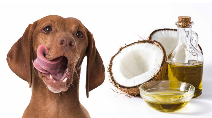 Is Coconut Oil Good for Dogs? Vet-Approved Guide