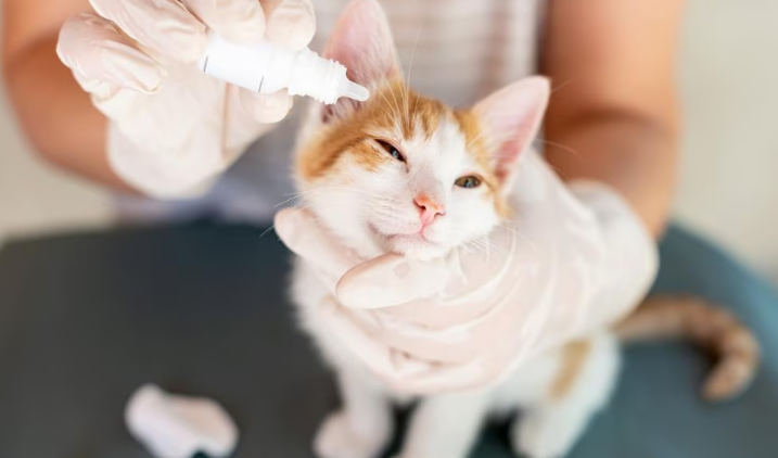 Terramycin for Cats and Dogs: Uses, Benefits, and Safety Guide