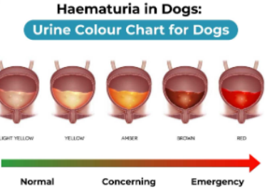 blood in the urine of a dog