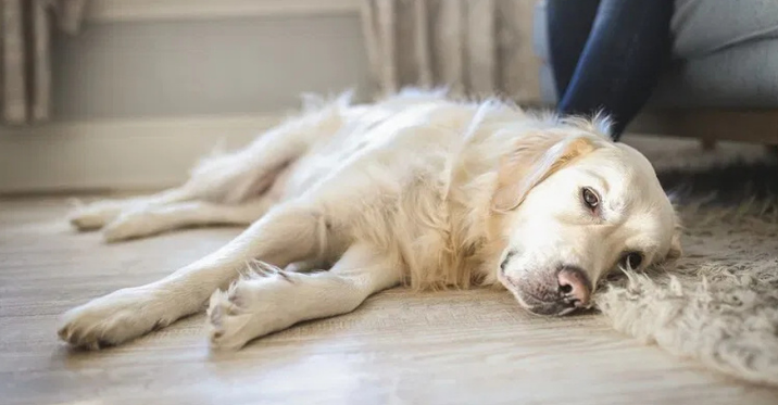 emotional and behavioral signs that a dog is nearing the end