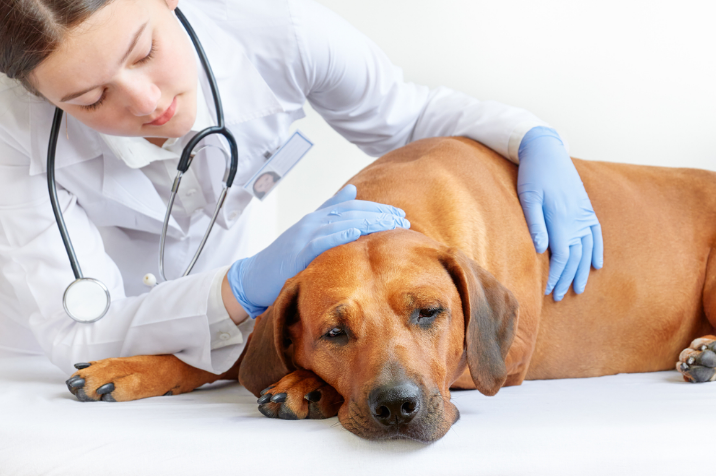 a dog’s visit to the vet