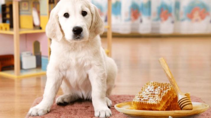  Can dogs have honey every day