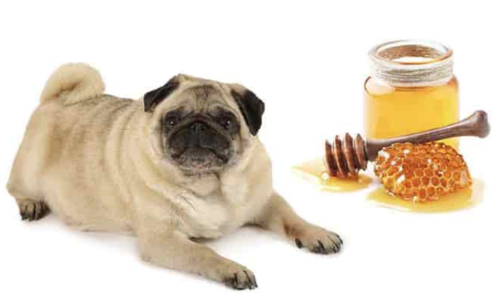 health benefits of honey for dogs
