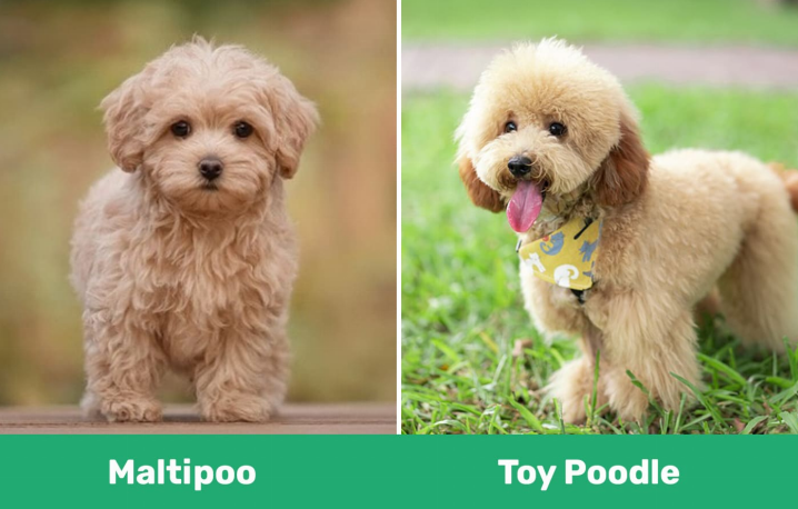 crossbreed of Maltese and toy poodle