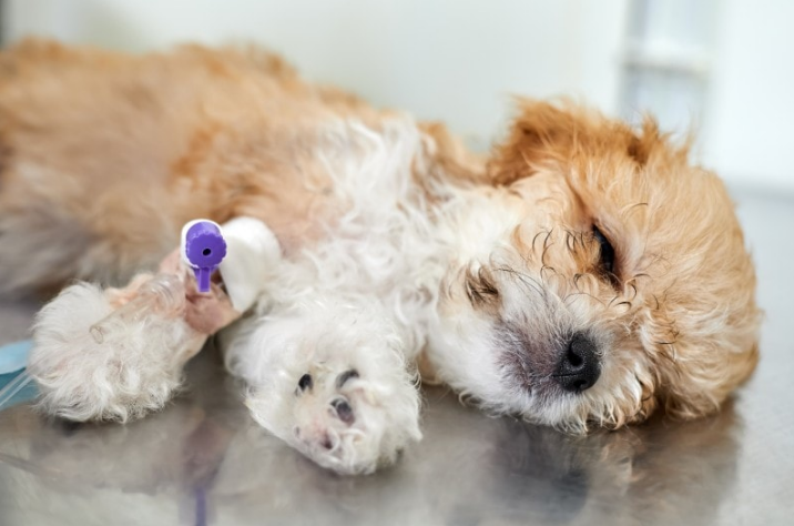 health issues of a maltipoo