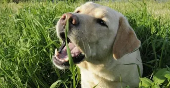 a dog is eating grass a dog is eating grass