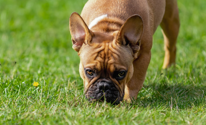 Why is My Dog Eating Grass: Reasons, Dangers, and How to Help