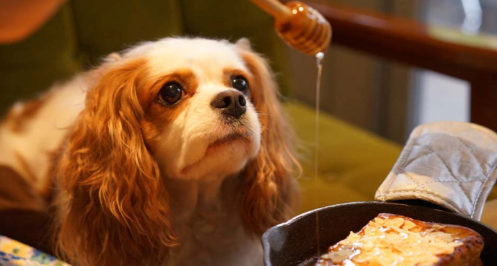 Can Dogs Have Honey? Dosage, Risks & Best Practices
