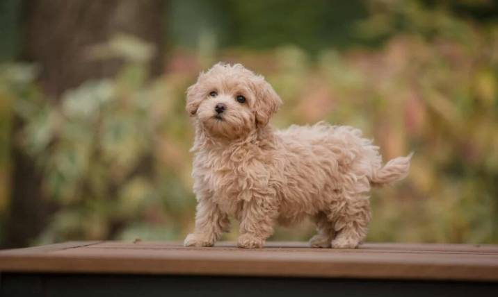 maltipoo-dog-breed