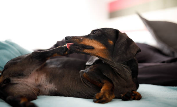 A dog is licking his paws