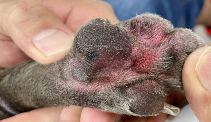 A dog with an infected paw