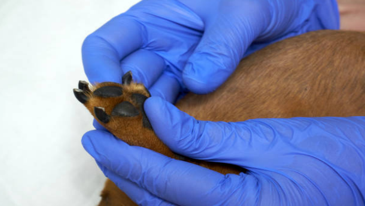 A vet is treating an infected paw