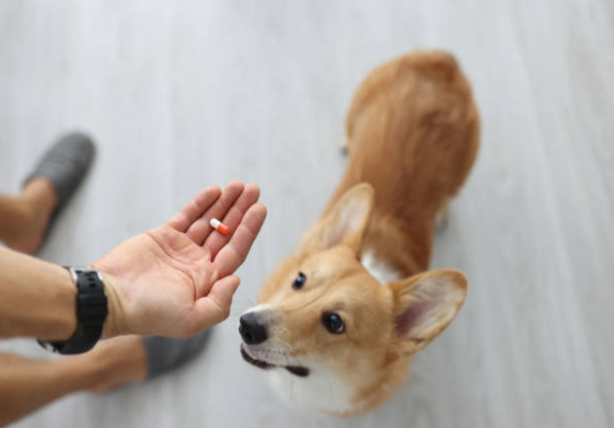 natural pain relief for dogs