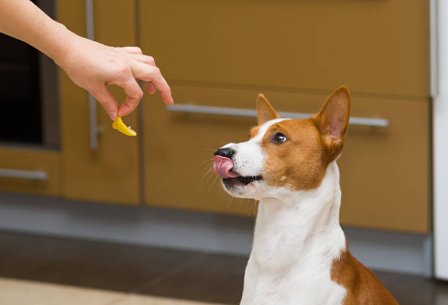 dog joint pain relief